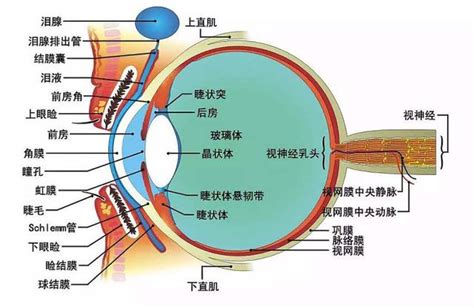 眼睛是什麼|眼睛的構造結構名稱詳細說明